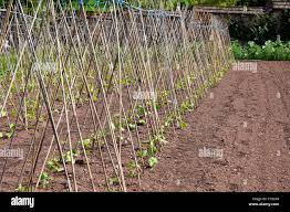 Heavy Duty Bamboo Canes