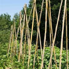 Heavy Duty Bamboo Canes
