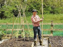 Heavy Duty Bamboo Canes